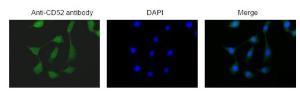 Anti-CD52 antibody