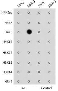 Dot blot analysis of a mixture of peptides using Anti-Histone H4 (lactyl Lys5) Antibody (A306099) at a 1:4,000 dilution