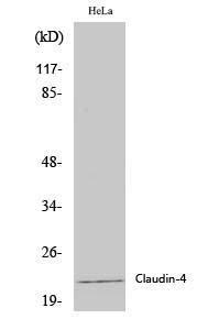 Western blot analysis of various cells using Anti-Claudin 4 Antibody