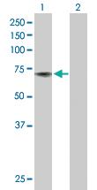 Anti-ACHE Rabbit Polyclonal Antibody