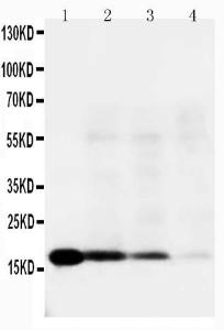 Anti-IL-18 Rabbit Polyclonal Antibody