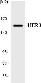 Western blot analysis of the lysates from K562 cells using Anti-HER3 Antibody