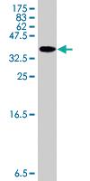 Anti-ATF3 Mouse Polyclonal Antibody