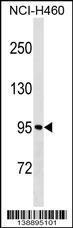 Anti-MKLN1 Rabbit Polyclonal Antibody (AP (Alkaline Phosphatase))