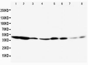 Anti-ERK1 Rabbit Polyclonal Antibody