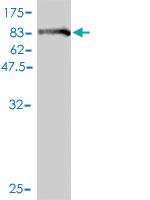 Anti-BAG5 Mouse Monoclonal Antibody [clone: 2E2]