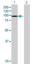 Anti-PRDM1 Mouse Polyclonal Antibody