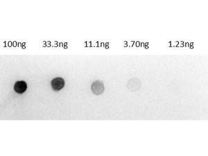 Rabbit-A-Rat IgG (H+L) 0.5 mg