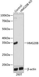 Antibody A307782-100 100 µl