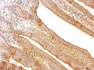 Anti-SLIRP Rabbit Polyclonal Antibody