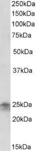 Antibody anti-FGF8 100 µg