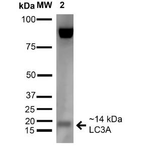 Anti-LC3A Rabbit Polyclonal Antibody