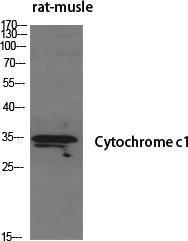 Western blot analysis of various cells using Anti-CYC1 Antibody