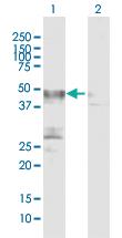 Anti-PLA1A Rabbit Polyclonal Antibody