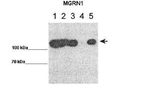 Anti-MGRN1 Rabbit Polyclonal Antibody