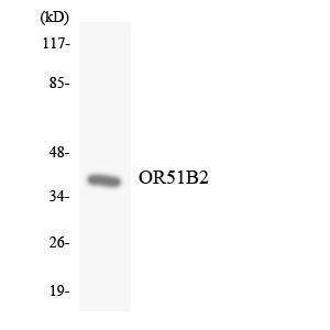 Western blot analysis of the lysates from K562 cells using Anti-OR51B2 Antibody