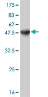 Anti-ATF3 Mouse Monoclonal Antibody [clone: 8D8]