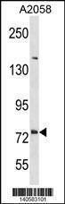 Anti-DNER Rabbit Polyclonal Antibody (AP (Alkaline Phosphatase))