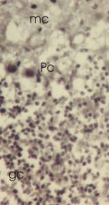 Anti-TXNL1 Rabbit Polyclonal Antibody (PE (Phycoerythrin))