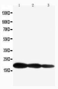 Anti-IL1 beta Rabbit Polyclonal Antibody