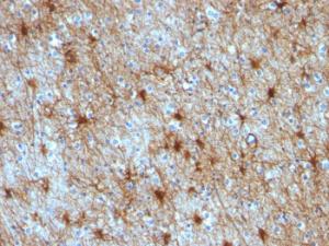 Anti-GFAP Mouse Monoclonal Antibody [clone: GA-5 + ASTRO/789]