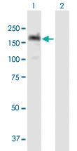 Anti-PITPNM1 Mouse Polyclonal Antibody