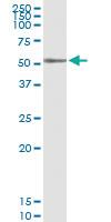 Anti-PLA1A Rabbit Polyclonal Antibody