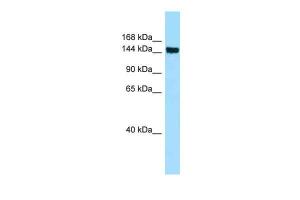 Anti-CD109 Rabbit Polyclonal Antibody