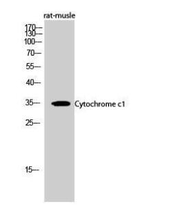 Western blot analysis of rat musle cells using Anti-CYC1 Antibody