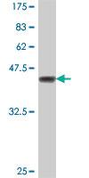 Anti-ST3GAL1 Mouse Polyclonal Antibody