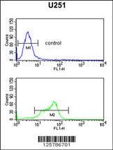 Anti-MAGT1 Rabbit Polyclonal Antibody (Biotin)