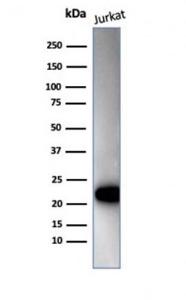 Anti-CD3 epsilon antibody