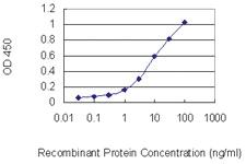 Anti-CDKL2 Mouse Monoclonal Antibody [clone: 1F6]