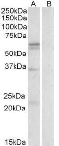 Anti-SLC7A5 Antibody (A84654) (0.3 µg/ml) staining of Human Spleen lysate (35 µg protein in RIPA buffer) with (B) and without (A) blocking with the immunising peptide. Primary incubation was 1 hour. Detected by chemilu minescence