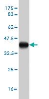 Anti-ATF3 Mouse Monoclonal Antibody [clone: 8G5]