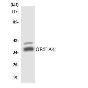 Western blot analysis of the lysates from HepG2 cells using Anti-OR51A4 Antibody