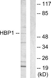 Western blot analysis of lysates from COS7 cells using Anti-HBP1 Antibody. The right hand lane represents a negative control, where the antibody is blocked by the immunising peptide