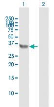 Anti-E2F6 Rabbit Polyclonal Antibody