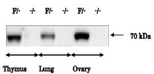 Anti-IGSF8 Antibody