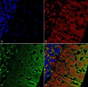 Immunohistochemistry analysis of rat cerebellum, fixed in formali