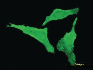 Anti-CDKL2 Mouse Monoclonal Antibody [clone: 6H8]