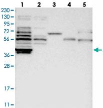 Anti-PHF24 Rabbit Polyclonal Antibody