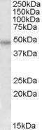 Anti-F2R Antibody (A84655) (0.5µg/ml) staining of HeLa lysate (35µg protein in RIPA buffer). Detected by chemiluminescence.