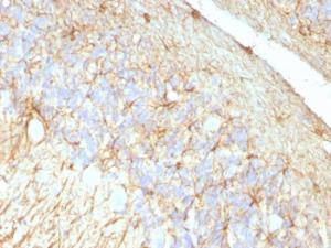 Anti-GFAP Mouse Monoclonal Antibody [clone: GA-5 + ASTRO/789]