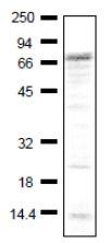 Anti-IGSF8 Antibody