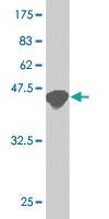 Anti-ATF3 Mouse Monoclonal Antibody [clone: 7G10]