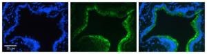 Anti-CTTN Rabbit Polyclonal Antibody