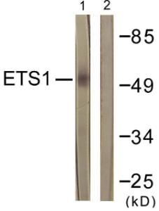 Western blot analysis of lysates from HeLa cells, treated with Serum 20% 15' using Anti-ETS1 Antibody. The right hand lane represents a negative control, where the antibody is blocked by the immunising peptide.