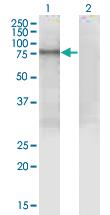 Anti-PDIA4 Mouse Monoclonal Antibody [clone: 4C6]