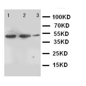 Anti-INDOL1 Rabbit Polyclonal Antibody